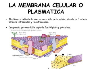 • Mantiene y delimita lo que entra y sale de la célula, siendo la frontera
entre lo intracelular y lo extracelular.
• Compuesta por una doble capa de fosfolípidos y proteínas.
LA MEMBRANA CELULAR O
PLASMATICA
 