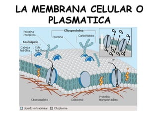 LA MEMBRANA CELULAR O
PLASMATICA
 