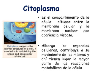 Citoplasma
• Es el compartimiento de la
célula situado entre la
membrana celular y la
membrana nuclear con
apariencia viscosa.
• Alberga los organelos
celulares, contribuye a su
movimiento de los mismos y
ahí tienen lugar la mayor
parte de las reacciones
metabólicas de la célula
 