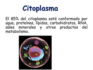 El 85% del citoplasma está conformado por
agua, proteínas, lípidos, carbohidratos, RNA,
sales minerales y otros productos del
metabolismo.
Citoplasma
 