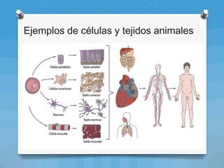 Ejemplos de células y tejidos animales
 