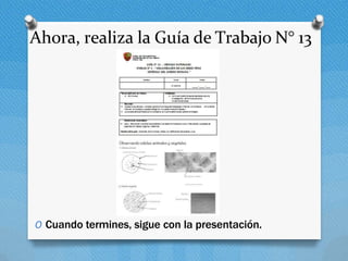 Ahora, realiza la Guía de Trabajo N° 13
O Cuando termines, sigue con la presentación.
 