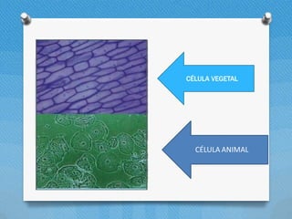 CÉLULA VEGETAL
CÉLULA ANIMAL
 