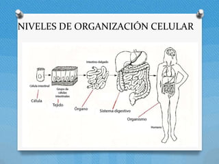 NIVELES DE ORGANIZACIÓN CELULAR
 