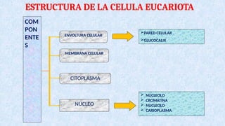 la celula parte fundamental de todo ser vivo | PPTX