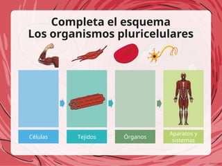Completa el esquema
Los organismos pluricelulares
Células Tejidos Órganos
Aparatos y
sistemas
 