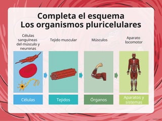 Completa el esquema
Los organismos pluricelulares
Células Tejidos Órganos
Aparatos y
sistemas
Células
sanguíneas
del músculo y
neuronas
Tejido muscular Músculos
Aparato
locomotor
 