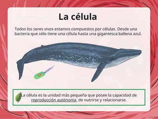 La célula
Todos los seres vivos estamos compuestos por células. Desde una
bacteria que sólo tiene una célula hasta una gigantesca ballena azul.
La célula es la unidad más pequeña que posee la capacidad de
reproducción autónoma, de nutrirse y relacionarse.
 