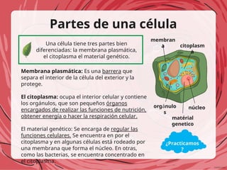 Partes de una célula
Una célula tiene tres partes bien
diferenciadas: la membrana plasmática,
el citoplasma el material genético.
Membrana plasmática: Es una barrera que
separa el interior de la célula del exterior y la
protege.
El citoplasma: ocupa el interior celular y contiene
los orgánulos, que son pequeños órganos
encargados de realizar las funciones de nutrición,
obtener energía o hacer la respiración celular.
El material genético: Se encarga de regular las
funciones celulares. Se encuentra en por el
citoplasma y en algunas células está rodeado por
una membrana que forma el núcleo. En otras,
como las bacterias, se encuentra concentrado en
el citoplasma.
núcleo
matérial
genetico
citoplasm
a
membran
a
orgánulo
s
¿Practicamos
?
 