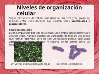 Niveles de organización
celular
Según el número de células que tiene un ser vivo y su grado de
relación entre ellas decimos que existen seres unicelulares y
pluricelulares.
Seres unicelulares
Están compuestos por una sola célula. Un ejemplo son las bacterias y
algunas algas. Aunque pueden ser agregados de más de una célula
que forman colonias, pero no son unicelulares porque solo viven
agregados, no tiene relación ni reparto de las tareas entre las
células.
Bacterias unicelulares
Un volvox es una colonia de algas
 