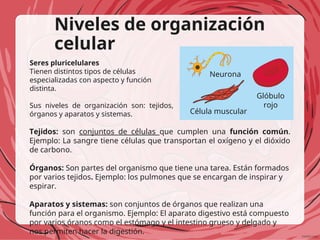 Niveles de organización
celular
Seres pluricelulares
Tienen distintos tipos de células
especializadas con aspecto y función
distinta.
Sus niveles de organización son: tejidos,
órganos y aparatos y sistemas.
Tejidos: son conjuntos de células que cumplen una función común.
Ejemplo: La sangre tiene células que transportan el oxígeno y el dióxido
de carbono.
Órganos: Son partes del organismo que tiene una tarea. Están formados
por varios tejidos. Ejemplo: los pulmones que se encargan de inspirar y
espirar.
Aparatos y sistemas: son conjuntos de órganos que realizan una
función para el organismo. Ejemplo: El aparato digestivo está compuesto
por varios óranos como el estómago y el intestino grueso y delgado y
nos permiten hacer la digestión.
Neurona
Glóbulo
rojo
Célula muscular
 