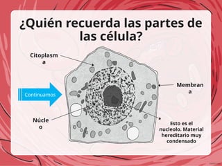 ¿Quién recuerda las partes de
las célula?
Continuamos
Membran
a
Citoplasm
a
Núcle
o
Esto es el
nucleolo. Material
hereditario muy
condensado
 