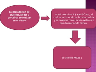 La degradación de
glucidos,lipidos y
proteínas se realizan
en el citosol
acetil coenzima A ( acetil CoA) , el
cual es introducido en la mitocondria
y se combina con el acido oxalaceico
para formar acido cítrico.
El ciclo de KREBS ;
 