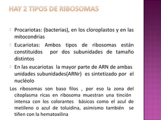  Procariotas: (bacterias), en los cloroplastos y en las
mitocondrias
 Eucariotas: Ambos tipos de ribosomas están
constituidos por dos subunidades de tamaño
distintos
 En las eucariotas la mayor parte de ARN de ambas
unidades subunidades(ARNr) es sintetizado por el
nucléolo
Los ribosomas son baso filos , por eso la zona del
citoplasma ricas en ribosoma muestran una tinción
intensa con los colorantes básicos como el azul de
metileno o azul de toluidina, asimismo también se
tiñen con la hematoxilina
 