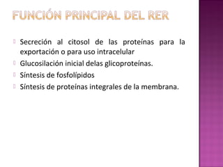  Secreción al citosol de las proteínas para la
exportación o para uso intracelular
 Glucosilación inicial delas glicoproteínas.
 Síntesis de fosfolípidos
 Síntesis de proteínas integrales de la membrana.
 