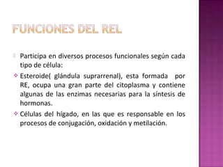  Participa en diversos procesos funcionales según cada
tipo de célula:
 Esteroide( glándula suprarrenal), esta formada por
RE, ocupa una gran parte del citoplasma y contiene
algunas de las enzimas necesarias para la síntesis de
hormonas.
 Células del hígado, en las que es responsable en los
procesos de conjugación, oxidación y metilación.
 
