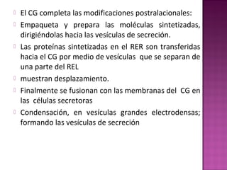  El CG completa las modificaciones postralacionales:
 Empaqueta y prepara las moléculas sintetizadas,
dirigiéndolas hacia las vesículas de secreción.
 Las proteínas sintetizadas en el RER son transferidas
hacia el CG por medio de vesículas que se separan de
una parte del REL
 muestran desplazamiento.
 Finalmente se fusionan con las membranas del CG en
las células secretoras
 Condensación, en vesículas grandes electrodensas;
formando las vesículas de secreción
 