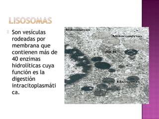  Son vesículas
rodeadas por
membrana que
contienen más de
40 enzimas
hidrolíticas cuya
función es la
digestión
intracitoplasmáti
ca.
 