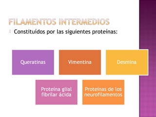 Constituídos por las siguientes proteínas:
 