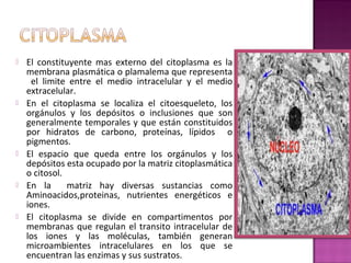  El constituyente mas externo del citoplasma es la
membrana plasmática o plamalema que representa
el limite entre el medio intracelular y el medio
extracelular.
 En el citoplasma se localiza el citoesqueleto, los
orgánulos y los depósitos o inclusiones que son
generalmente temporales y que están constituidos
por hidratos de carbono, proteínas, lípidos o
pigmentos.
 El espacio que queda entre los orgánulos y los
depósitos esta ocupado por la matriz citoplasmática
o citosol.
 En la matriz hay diversas sustancias como
Aminoacidos,proteinas, nutrientes energéticos e
iones.
 El citoplasma se divide en compartimentos por
membranas que regulan el transito intracelular de
los iones y las moléculas, también generan
microambientes intracelulares en los que se
encuentran las enzimas y sus sustratos.
 