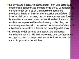 La envoltura nuclear muestra poros, con una estructura
enamorada denominada complejo de poro. La función de
complejo del poro es el transporte selectivo de
moléculas hacia el interior y el exterior del núcleo. En el
interior del poro nuclear, las dos membranas que forman
la envoltura nuclear muestran continuidad. La envoltura
nuclear es impermeable a los iones y moléculas, de
manera que el tránsito de sustancias entre el núcleo y el
citoplasma se realiza a través del complejo del poro.
 El complejo del poro es una estructura cilíndrica
constituida por mas de 100 proteínas, con configuración
octogonal, que hacen protrusión en el interior y en la
cara citoplásmica del núcleo.
 