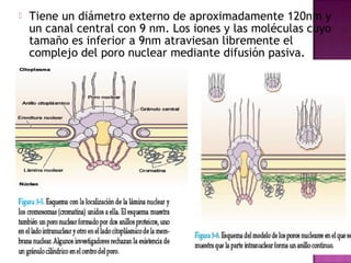  Tiene un diámetro externo de aproximadamente 120nm y
un canal central con 9 nm. Los iones y las moléculas cuyo
tamaño es inferior a 9nm atraviesan libremente el
complejo del poro nuclear mediante difusión pasiva.
 