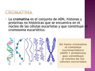  La cromatina es el conjunto de ADN, histonas y
proteínas no histónicas que se encuentra en el
núcleo de las células eucariotas y que constituye el
cromosoma eucariótico.
 