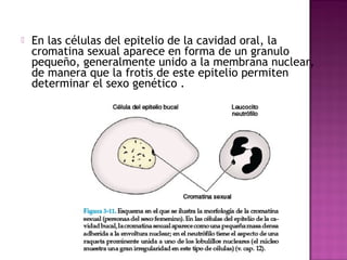  En las células del epitelio de la cavidad oral, la
cromatina sexual aparece en forma de un granulo
pequeño, generalmente unido a la membrana nuclear,
de manera que la frotis de este epitelio permiten
determinar el sexo genético .
 