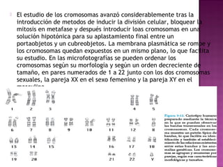  El estudio de los cromosomas avanzó considerablemente tras la
introducción de metodos de inducir la división celular, bloquear la
mitosis en metafase y después introducir loas cromosomas en una
solución hipotónica para su aplastamiento final entre un
portaobjetos y un cubreobjetos. La membrana plasmática se rompe y
los cromosomas quedan expuestos en un mismo plano, lo que facilita
su estudio. En las microfotografías se pueden ordenar los
cromosomas según su morfología y según un orden decreciente de
tamaño, en pares numerados de 1 a 22 junto con los dos cromosomas
sexuales, la pareja XX en el sexo femenino y la pareja XY en el
masculino.
 