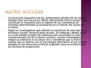  La extracción bioquímica de los componentes solubles de los núcleos
aislados deja una estructura fibrilar denominada matriz nuclear, que
constituye un esqueleto para el soporte de los cromosomas de
interfase determinando su localización en el interior del núcleo de
la célula.
 Según los investigadores que admiten la existencia de esta matriz, la
envoltura nuclear formaría parte de ella. Sin embargo, debido a que
no a sido posible aislador las moléculas que constituyen la matriz
nuclear(excepto las de la lámina nuclear), muchos investigadores
niegan su existencia en la célula viva y consideran que la matriz
nuclear que se observa con el microscopio electrónico en los núcleos
aislados es una estructura artificial originado como un artefacto por
las técnicas de preparación.
 