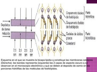 Esquema en el que se muestra la bicapa lipidia q constituye las membranas celulares
(Derecha). las bandas representa (izquierda) las 2 capas de aspecto oscuro q se
observan en el microscopio electrónico y que se deben al deposito de osmio en las
porciones hidrófilas de las moléculas de fosfolípidos.
 