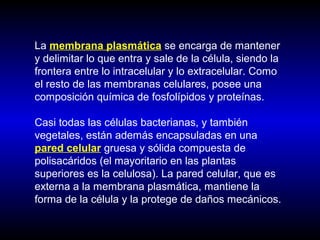 La membrana plasmática se encarga de mantener
y delimitar lo que entra y sale de la célula, siendo la
frontera entre lo intracelular y lo extracelular. Como
el resto de las membranas celulares, posee una
composición química de fosfolípidos y proteínas.
Casi todas las células bacterianas, y también
vegetales, están además encapsuladas en una
pared celular gruesa y sólida compuesta de
polisacáridos (el mayoritario en las plantas
superiores es la celulosa). La pared celular, que es
externa a la membrana plasmática, mantiene la
forma de la célula y la protege de daños mecánicos.
 