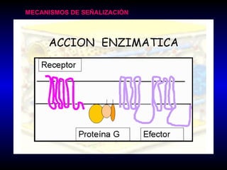 MECANISMOS DE SEÑALIZACIÓN
 