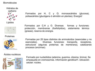 Biomoléculas
Hidratos de
carbono
Formados por H, C y O; monosacáridos (glucosa),
polisacáridos (glucógeno ó almidón en plantas). Energía!
Lípidos
Formados por C,H y O. Diversas formas y funciones:
protección, membranas (fosfolípidos), aislamiento térmico
(grasas), reserva de energía.
Proteínas
Formadas por 20 tipos distintos de aminoácidos (esenciales y no
esenciales). Diversas funciones: transporte, receptores,
estructural (algunas proteínas de membrana), catalizando
procesos (enzimas).
Ácidos nucléicos
Formado por nucleótidos (adenina, guanina, citosina, timina). Se
empaqueta en cromosomas. Información genética!!!. Ubicación
celular: núcleo.
 