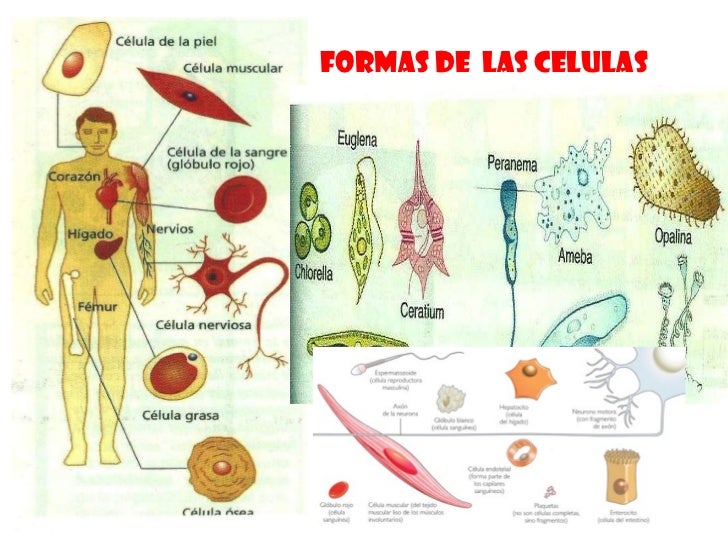 La celula 1