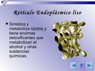 Retículo Endoplásmico liso
   Sintetiza y
    metaboliza lípidos y
    tiene enzimas
    detoxificantes que
    metabolizan el
    alcohol y otras
    sustancias
    químicas.
 