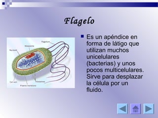 Flagelo
      Es un apéndice en
       forma de látigo que
       utilizan muchos
       unicelulares
       (bacterias) y unos
       pocos multicelulares.
       Sirve para desplazar
       la célula por un
       fluido.
 
