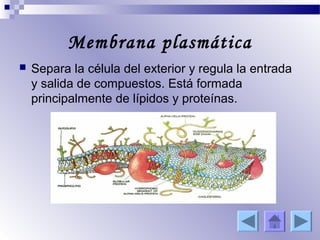 Membrana plasmática
   Separa la célula del exterior y regula la entrada
    y salida de compuestos. Está formada
    principalmente de lípidos y proteínas.
 