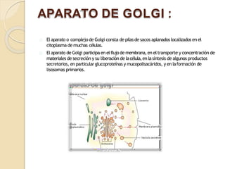 APARATO DE GOLGI :
El aparato o complejo de Golgi consta de pilasde sacos aplanados localizados en el
citoplasma de muchas células.
El aparato de Golgi participa en elflujode membrana,en eltransporte y concentración de
materiales de secreción y su liberación de lacélula,en lasíntesis de algunos productos
secretorios, en particular glucoproteínas y mucopolisacáridos, y en laformación de
lisosomas primarios.
 