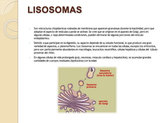 LISOSOMAS
Son estructuras citoplásmicas rodeadas de membranaque aparecengranulosas durante lainactividad,pero que
adoptan elaspecto de vesículascuando se activan.Se cree que se originan en elaparato de Golgi, pero en
algunas células, o bajodeterminadas condiciones, pueden derivarse de algunas porciones del retículo
endoplásmico.
Debido aque participanen ladigestión,su aspecto depende de su estado funcional,lo que produce una gran
variedadde aspectos, o pleomorfismo. Los lisosomas se encuentran en todas las células,excepto los eritrocitos,
pero son particularmenteabundantesen macrófagos,leucocitos neutrófilos, células hepáticasy células del túbulo
proximal del riñón.
En algunas células de vidaprolongada (p.ej.,neuronas, músculo cardiaco y hepatocitos), se acumulangrandes
cantidades de cuerpos residuales (lipofucsina) con laedad.
 