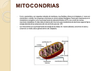 MITOCONDRIAS
Como característica,son organelas rodeados de membrana,muy flexiblesy libres en elcitoplasma.A veces son
contráctiles o móviles. Son propensas ahincharse en ciertos estados fisiológicos.Tienen gran importancia en el
metabolismo energético como laprincipalfuentede adenosintrifosfato (ATP) y son elsitio de muchas
reacciones metabólicas.En ellasradicaelsistema del citocromo paratransferenciade electrones capazde fijarla
energíaobtenida de las oxidaciones del ciclo de Krebs paradar ATP.
Las mitocondrias son laprincipalfuente de energíade las células.De maneraadicional,concentran elcalcio y
conservan un medio cálcico generaldentro del citoplasma.
 