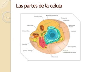 Las partes de la célula
 