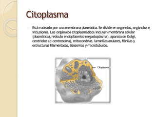 Citoplasma
Está rodeado por una membrana plasmática.Se divide en organelas, orgánulos e
inclusiones. Los orgánulos citoplasmáticos incluyen membrana celular
(plasmática),retículo endoplásmico (ergastoplasma), aparato de Golgi,
centriolos (o centrosoma), mitocondrias, laminillasanulares,fibrillas y
estructuras filamentosas, lisosomas y microtúbulos.
 