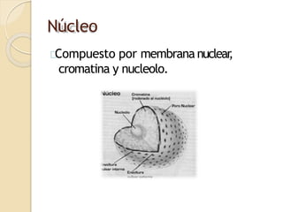 Núcleo
Compuesto por membrana nuclear
,
cromatina y nucleolo.
 
