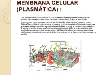 MEMBRANA CELULAR
(PLASMÁTICA) :
Es un filtro altamente selectivo que conserva concentraciones desigualesde iones aambos lados de ellay
permite que las sustancias nutritivas entren alacélulay que los productos de desecho salgande ella.
Se hanpropuesto varios modelos paralamembranaplasmática.De todos, elllamado "modelo de mosaico
fluído" de Singer y Nicholson está más acorde con nuestros conocimientos actuales. Este modelo considera que
lamembranacelularconsta de una capabimolecular de fosfolípidos, en las que se intercalanunidades globulares
de proteína aintervalos variablesparaformar un mosaico con lacapade lípidos. Se hademostrado que estas
proteínas integrantes de lamembranatienenregiones hidrófobas e hidrófilas,y es probable que las porciones
hidrófobas estánincluidasen lacapacentral de lípidos de lamembrana,con las regiones hidrófilas expuestas en la
superficie.
 