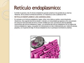 Retículo endoplasmico:
Se divide en granular y liso.El retículo endoplásmico granular presenta en las paredes de sus cisternas
ribosomas. Allí se produce lasíntesis de proteínas. Los ribosomas se unen acadenasde RNA.
RETÍCULO ENDOPLASMICO LISO (AGRANULOSO) :
En contraste con el retículo endoplásmico rugoso, elliso, como indicasu nombre, carecede gránulos
ribosómicos. Esta organela tieneforma tubular o vesicular y es más probable que aparezca como una profusión
de conductos interconectados de forma y tamaño variablesque como acúmulos de cisternas aplanadas,
características del retículo endoplásmico rugoso. Las membranas del retículo endoplásmico liso se originan del
retículo endoplásmico rugoso, y se pueden unir directamentecon éste e indirectamente,por medio de vesículas
pequeñas, con elaparato de Golgi. El retículo endoplásmico liso no participaen lasíntesis de proteínas.
 