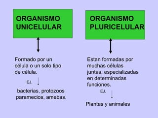 ORGANISMO
UNICELULAR
ORGANISMO
PLURICELULAR
Formado por un
célula o un solo tipo
de célula.
EJ.
bacterias, protozoos
paramecios, amebas.
Estan formadas por
muchas células
juntas, especializadas
en determinadas
funciones.
EJ.
Plantas y animales
 