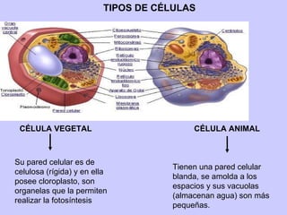 CÉLULA VEGETAL CÉLULA ANIMAL
Su pared celular es de
celulosa (rígida) y en ella
posee cloroplasto, son
organelas que la permiten
realizar la fotosíntesis
Tienen una pared celular
blanda, se amolda a los
espacios y sus vacuolas
(almacenan agua) son más
pequeñas.
TIPOS DE CÉLULAS
 