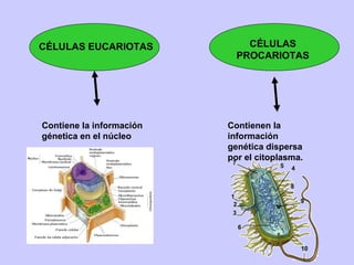 CÉLULAS EUCARIOTAS CÉLULAS
PROCARIOTAS
Contiene la información
génetica en el núcleo
Contienen la
información
genética dispersa
por el citoplasma.
 