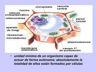 • unidad mínima de un organismo capaz de
actuar de forma autónoma; absolutamente la
totalidad de ellos están formados por células
 